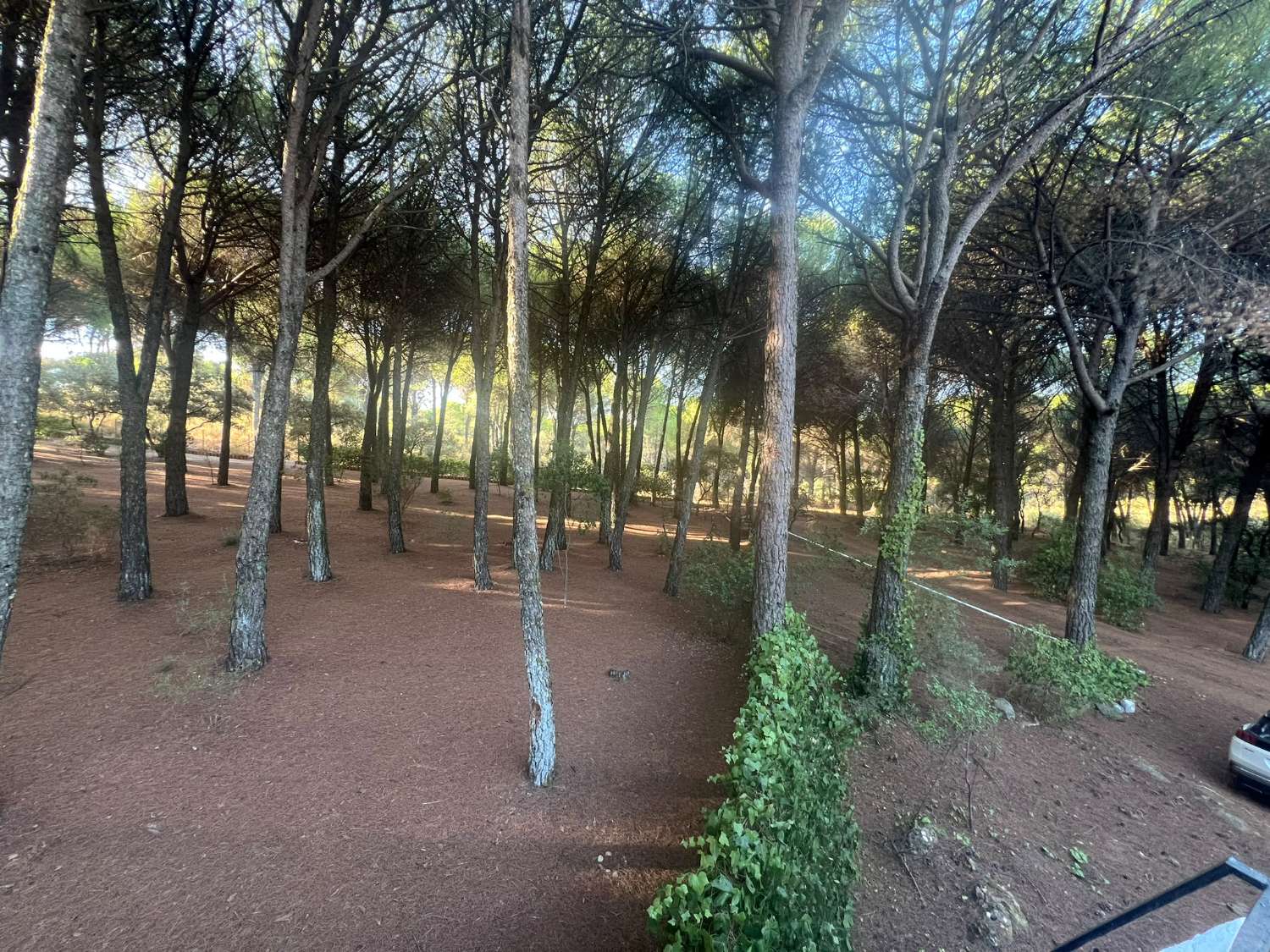 VIÑA EN VENTA ZONA ALCAPARROSA