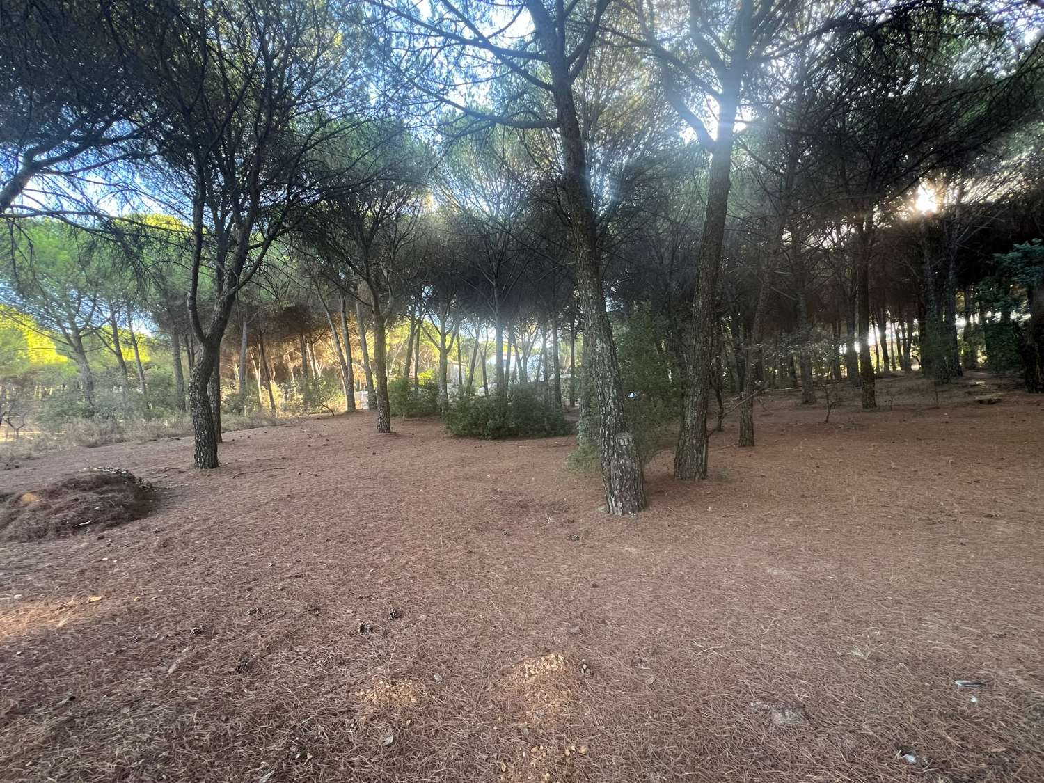 VIÑA EN VENTA ZONA ALCAPARROSA