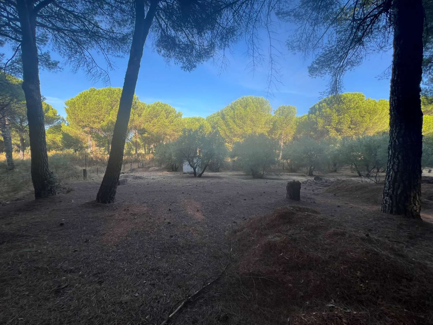VIÑA EN VENTA ZONA ALCAPARROSA