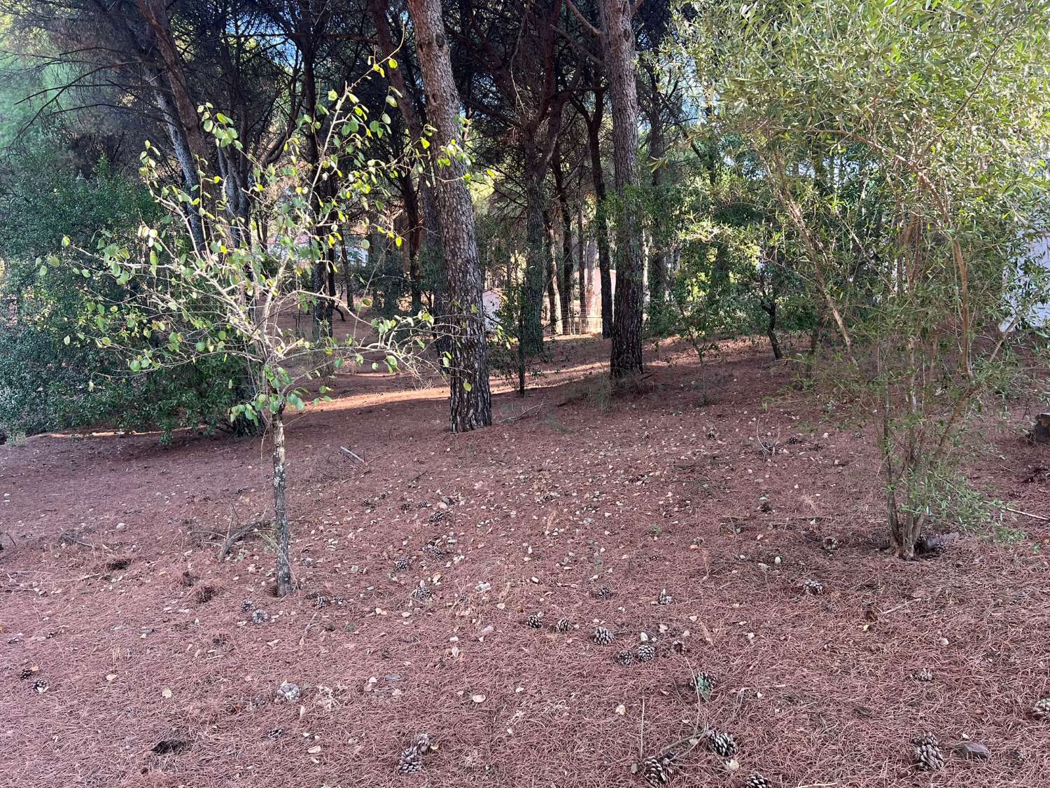 VIÑA EN VENTA ZONA ALCAPARROSA