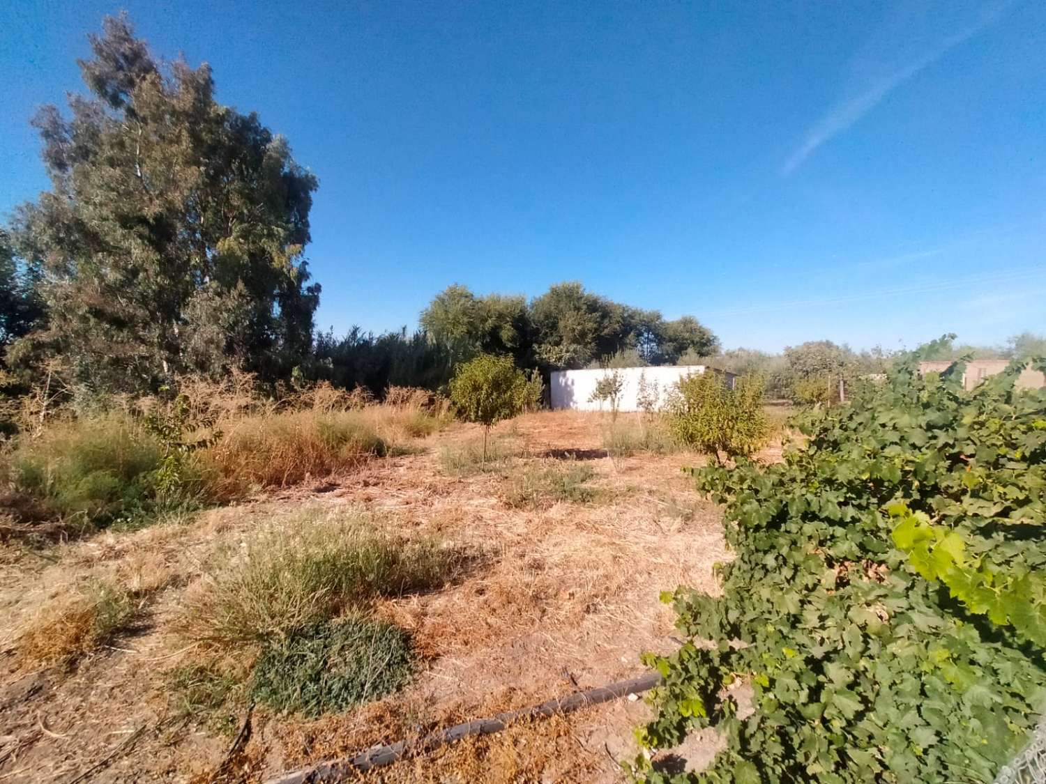Casa de campo en Marmolejo
