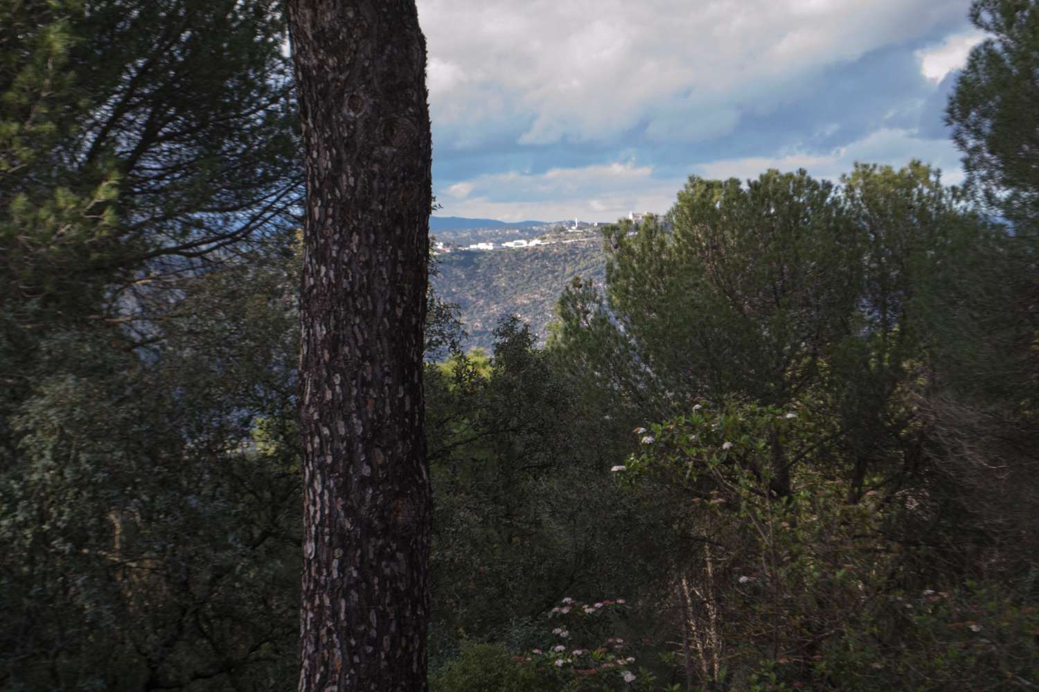 VIÑA EN VENTA EN SIERRA DE ANDÚJAR