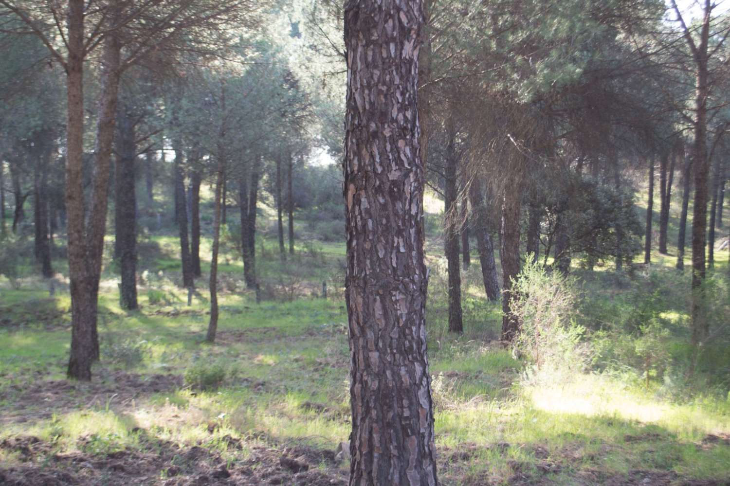 Villa en venta en Andújar